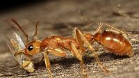 Ant Control Dunlop image 2